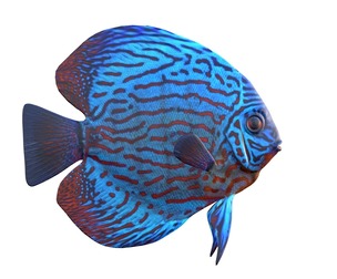 Royal Blue Discus fish