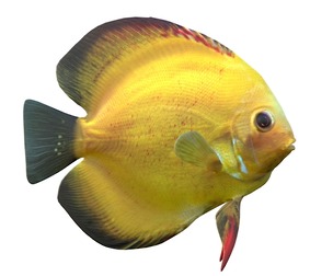 Sunshine Gold Discus fish