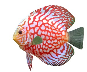 Turquoise Discus fish