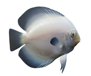 White Discus
