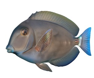 Doctor fish