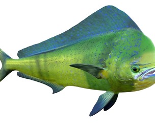 Dorado fish