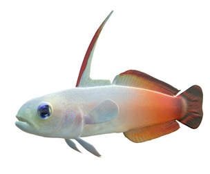 Fire Goby fish