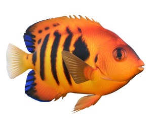 Flame Angel fish