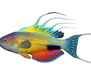 Australia's dazzling flasher wrasses