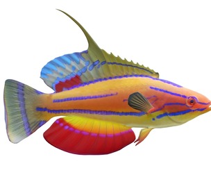 Carpenter's Flasher Wrasse