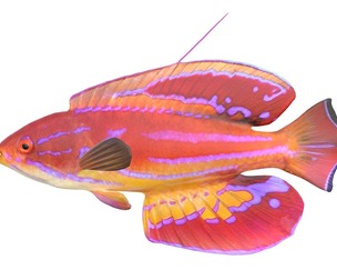 Diamond Tail Flasher Wrasse