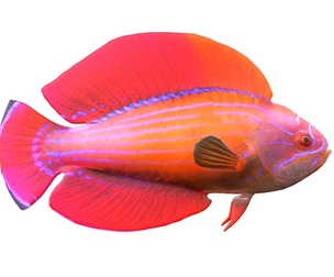 Eightline Flasher Wrasse
