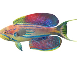 Madagascar Flasher Wrasse