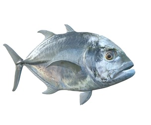 Giant Trevally fish