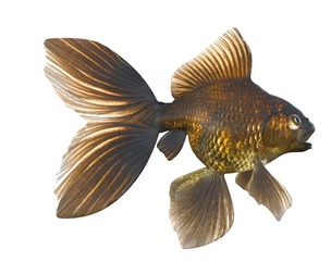 Black Moor Gold fish