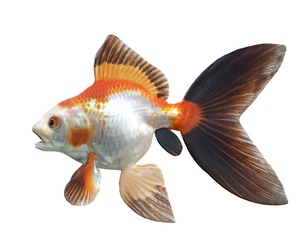 Black Tip Gold fish