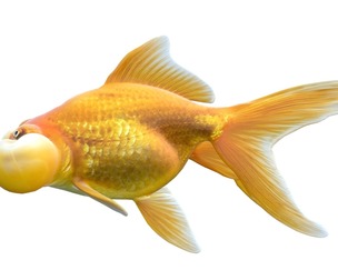 Bubble Eye Gold fish