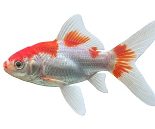 Comet Gold fish