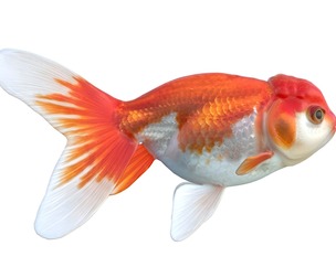 Lionhead Gold fish