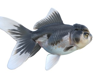Oranda Black and White Gold fish