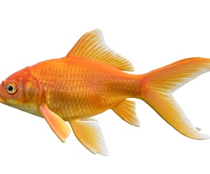 Orange Gold fish