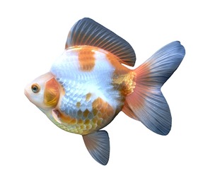 Ryukin Gold fish