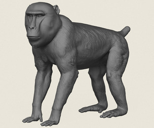 Wild Mandrill Monkey