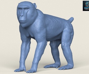 Wild Mandrill Monkey