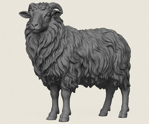 Himalayan Snow Sheep