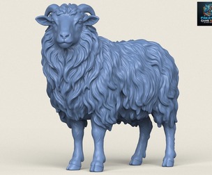 Himalayan Snow Sheep