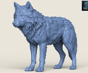 Himalayan Snow Wolf