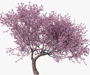 Blossoming Sakura High Poly 01