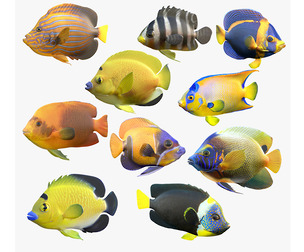 Angel fish callaction