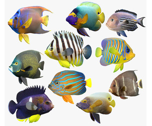 Angel fish callaction v2