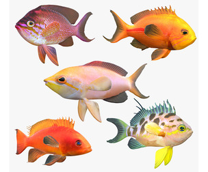 Anthias fish callaction v3