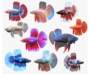 Betta fish callaction v4