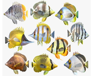 Butterfly fish fish callaction v5