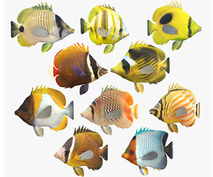 Butterfly fish fish callaction v7