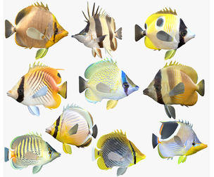 Butterfly fish fish callaction v8