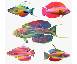 Flasher Wrasse fish callaction v10