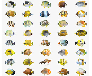 Butterfly fish Collection 1-40