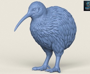 Kiwi Bird