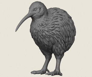 Kiwi Bird