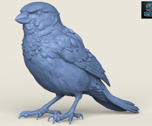 Sparrow Bird