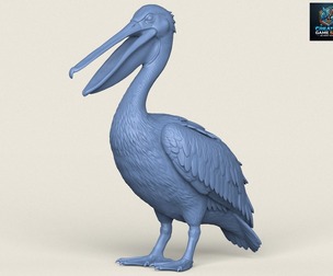 Pelican Bird