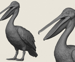 Pelican Bird