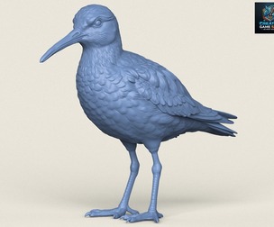 Sandpiper Bird