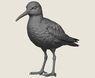 Sandpiper Bird