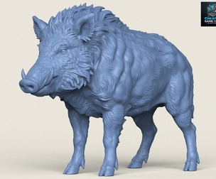 Wild Boar