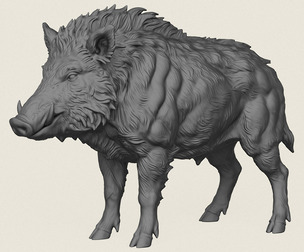 Wild Boar