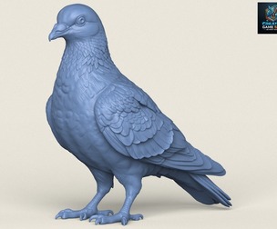 Pigeon Bird