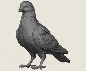 Pigeon Bird