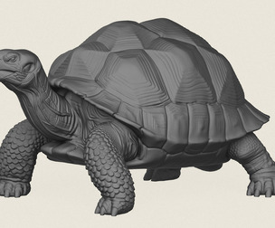Wild Tortoise