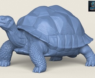 Wild Tortoise